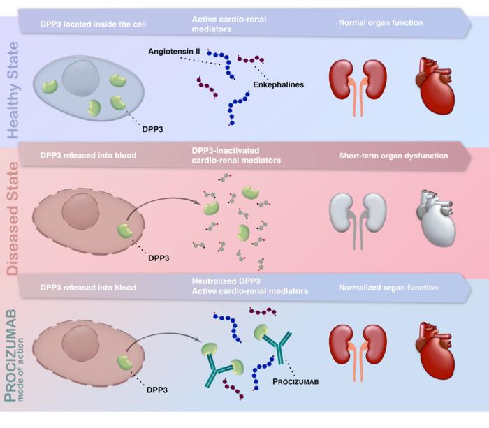 Wirkungsweise von Procizumab